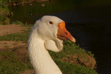 Portrait of a domestic goose on the background of a pond and a bank covered with green grass.