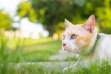 white cat lying on the courtyard