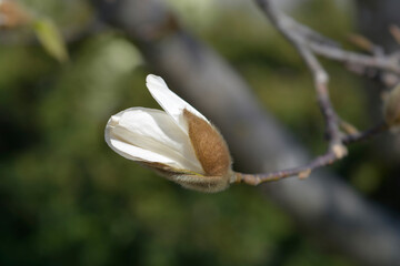 Magnolia tree