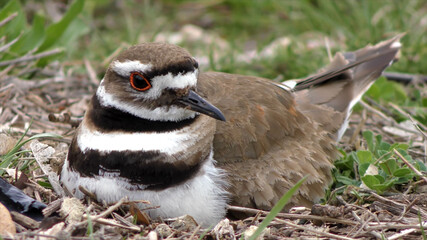 bird is sitting on the grass