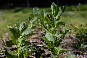 spring in the garden
