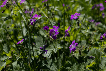 flowers in the field