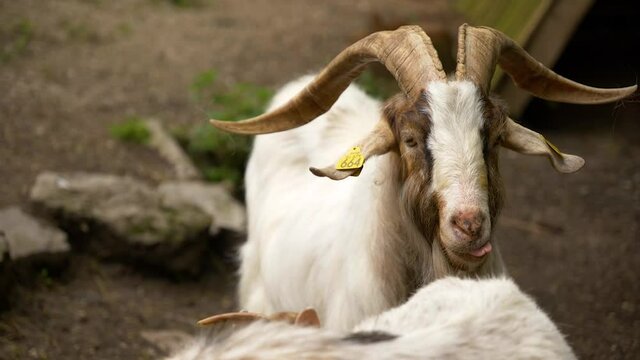 goat on the farm