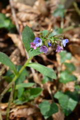 Common lungwort
