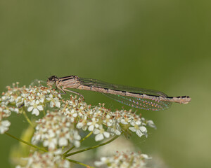 Juvenile Common Blue Damselfly on white flower