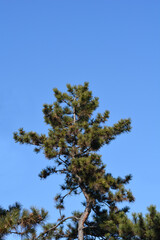 Obraz premium Black pine