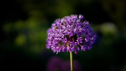 Obraz premium Flower