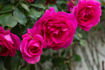 A lot of pink big roses, closeup. Pink roses bushes blooming. Background of flowers and leaves. Beautiful roses for gifts. Care of garden shrubs