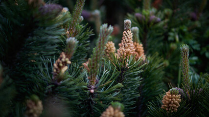 Pine