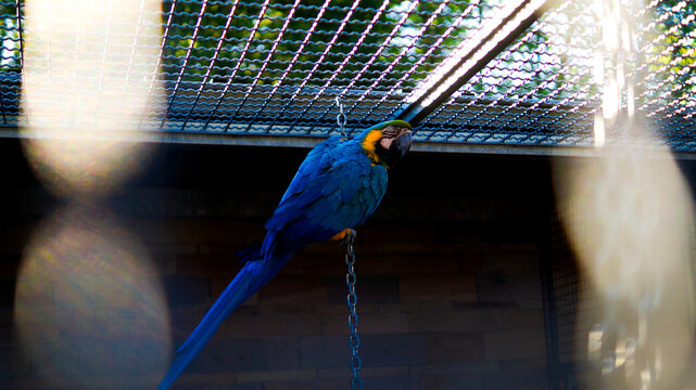 Parot