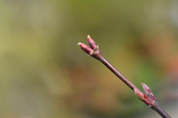 Japanese Maple Garnet