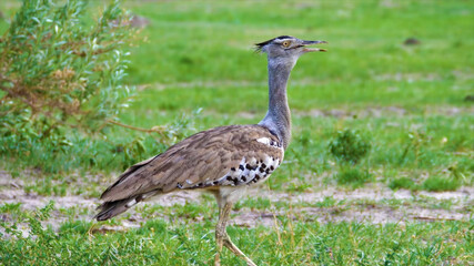 bird is walking on the grass