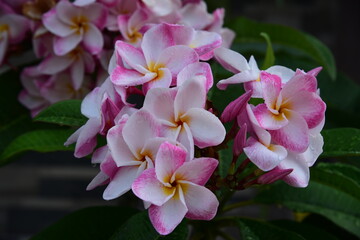 Fototapeta na wymiar pink and white magnolia