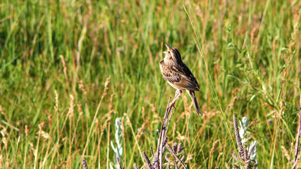 bird in the grass
