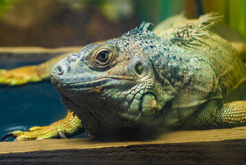 relaxing reptile