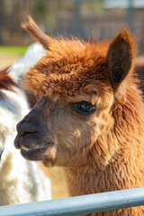 Fototapeta premium Golden beauty 