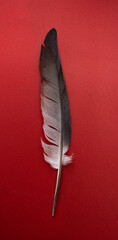 Grey feather of pigeon ,вщму  feather close-up