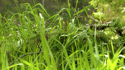 green grass background