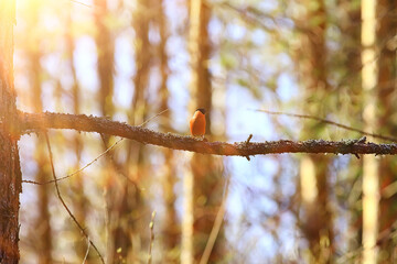 spring bird on a branch, springtime nature, wildlife beauty