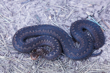 snake viper in the swamp, reptile in the wild, poisonous dangerous animal, wildlife
