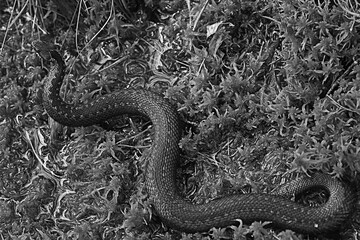 snake viper in the swamp, reptile in the wild, poisonous dangerous animal, wildlife
