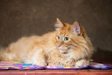 Gato amarillo