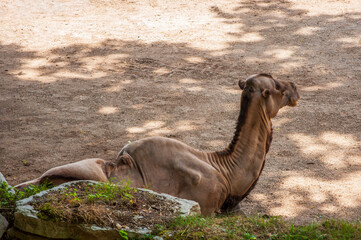 A two-humped camel rests on the ground, in shadow. Side image in a sunny day