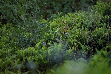 View of kodanadu tea estate. view of tea leafs in kodanadu tea estate and mountain in the background.