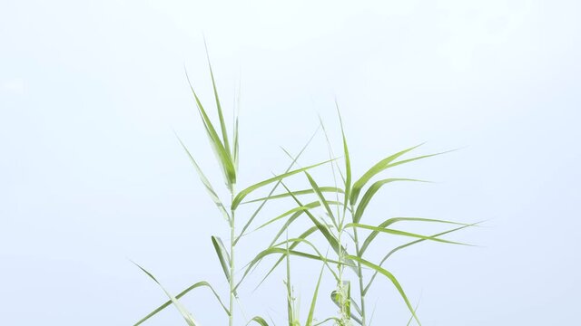 Giant reed grass or tall wild cane on a windy day.