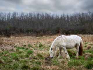 Fototapeta premium One white horse grazing grass ina field, Wood and cloudy sky in the background. Equestrian industry. Satisfying your basic need concept