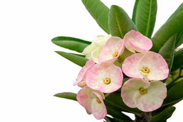 Crown of Thorns or Euphorbia milii. Pink flower colorful petal pink with white edge with green leaves isolated on white background.