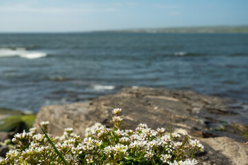 White wild flowers grow by the ocean on a rough stone terrain in focus. West coast of Ireland. Atlantic ocean in the background.