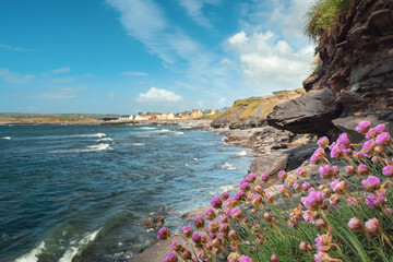 Purple wild flowers grow by the ocean on a rough stone terrain in focus. West coast of Ireland....