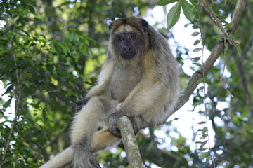 The black howler is a species of howler monkey, a large New World monkey, from northeastern...