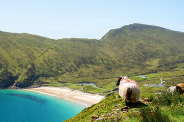 Sheep on a cliff in focus, Keem beach out of focus, Achill island in county Mayo, Ireland, warm...
