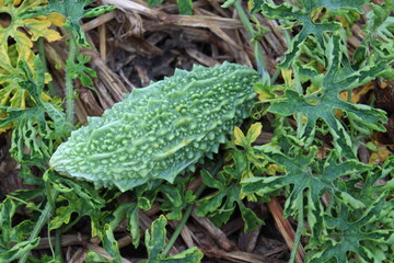 Raw Bitter melon on tree in the firm