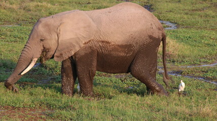 Naklejka na ściany i meble The African bush elephant, also known as the African savanna elephant, is the largest living terrestrial animal.
