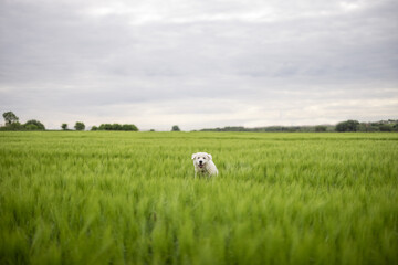 Fototapeta premium Funny big white sheepdog jumping on green rye field. Pet guards the field with harvest.