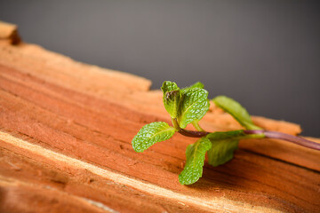 Close up to Fresh peppermint plant on wooden log on dark background. Green Mint herb on wooden background. Copy space image. Macro shot. Kitchen still life.
