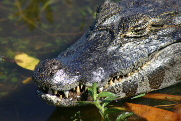 The broad-snouted caiman is a crocodilian reptile found in eastern and central South America, including southeastern Brazil, northern Argentina.