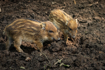 Wild boars in the natural forest