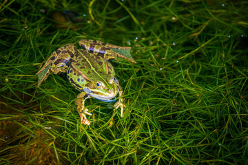 Calling pond frog in the water