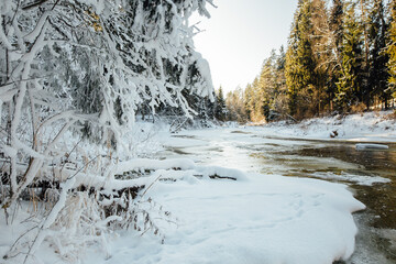 A sunny winter day by a small river. The river water is slightly frozen. Spruce and other trees snowed