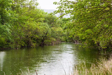 Fototapeta premium river in the forest