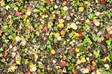 The leaves are of different colors.