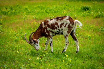 Goat grazing on the heath