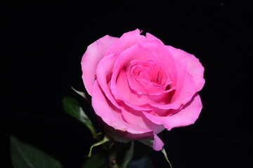 Fototapeta premium a single pink rose