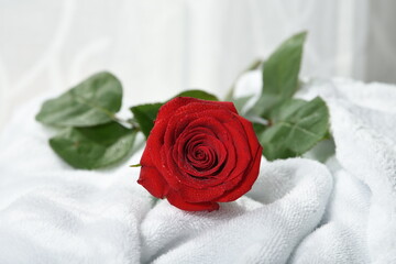 Obraz na płótnie Canvas red rose on a white background