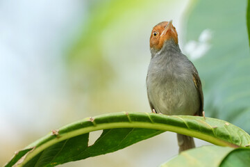 シンガポールの野鳥　緑の葉の上のアカガオサイホウチョウ
