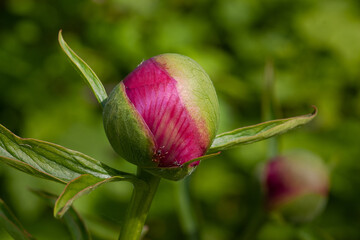 The peony bud begins to open